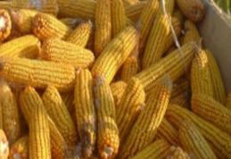 Prinşi cu căruţa plină de porumb furat