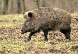 Dosar penal pentru un bărbat care a hăituit și ucis un porc mistreț cu ajutorul a patru câini