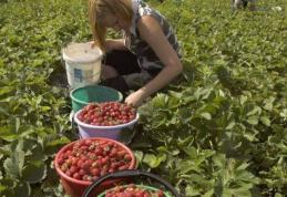 Locuri de muncă sezonieră în agricultură - Spania - Campania 2019