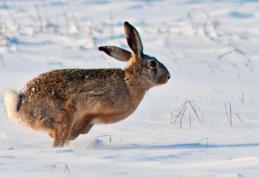 Patru botoșăneni s-au ales cu dosar penal după ce au ucis doi iepuri de câmp