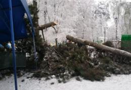 Un brad uriaş s-a prăbuşit peste terasa unui local din Botoșani. Administratorii barului vor să acţioneze în judecată Primăria