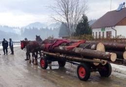 Lemne de foc fără documente legale, confiscate de polițiștii din Pomârla