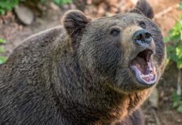 Incident grav la o pensiune: Un urs i-a smuls mâna unei femei și a mâncat-o 