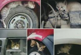 Primim la redacție – Claxonați înainte de a porni mașina. Câteva secunde poate salva vieți – FOTO