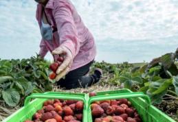 150 locuri de muncă în domeniul agricol - recoltare, ambalare fructe - în Spania prin reţeaua EURES