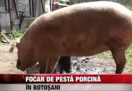 Autoritățile județene fac un nou apel către botoşăneni privind Pesta Porcină Africană