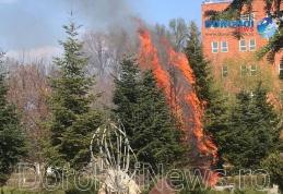 Incendiu în Parcul Cholet din Dorohoi! Mai mulți copaci au luat foc - FOTO