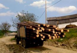 Polițiștii dorohoieni au descoperit un transport illegal de leme făcut cu o mașină care avea actele falsificate