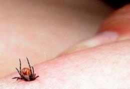 Au reapărut căpușele! Zeci de persoane au ajuns la spital. Avertismentul medicilor!