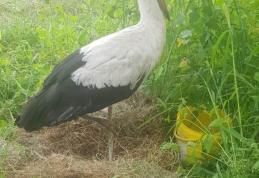 Misiune emoționantă pentru polițiștii locali din Dorohoi: au salvat o barză