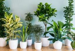 Plante care purifică aerul din locuință