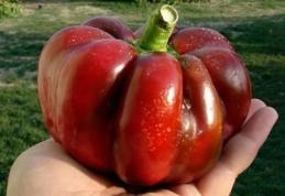 De ce gogoșarii îi ajută mult pe sportivi