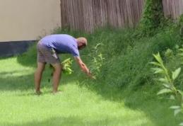 Ce amenzi pot primi oamenii care nu distrug Ambrozia aflată pe terenul lor