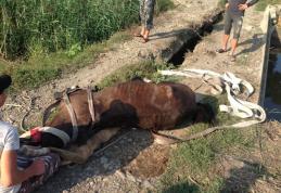 Misiune cu final fericit: Cal rămas captiv într-o gaură salvat în timp optim - FOTO