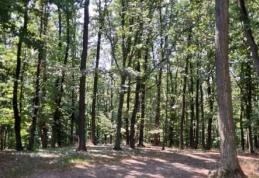 Paradisul virgin din nordul extrem al României. Misterele Stuhoasei din Suharău, codrul secular întins pe 61 de hectare