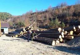 Amenzi drastice primite de patronii unei firme care făcea afaceri ilegale cu lemne