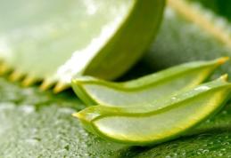 Beneficiile plantei aloe vera: bună de pus pe rană
