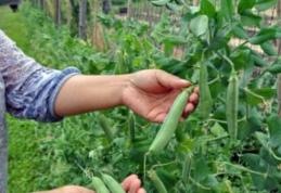 420 locuri de muncă la cules de mazăre, în Portugalia şi Danemarca