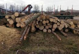 Lemn confiscat și amendă de 5.000 lei pentru o firmă din Dorohoi