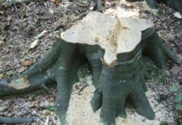 Prins de jandarmi în mijlocul pădurii. Tocmai doborâse un arbore de dimensiuni mari