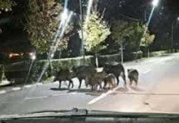 Turmă de mistreți, la plimbare, pe străzile din Suceava