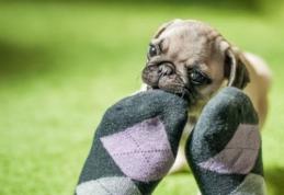 Boala pe care o detectează câinii