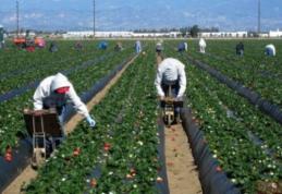 900 locuri de muncă în domeniul agricol - recoltare fructe - în Spania prin intermediul Reţelei EURES ROMÂNIA