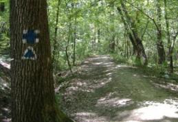 Vicepreședintele Dorin Birta propune alocarea a 300 mii lei pentru modernizarea drumului care duce la Lacul cu nuferi din Ipotești