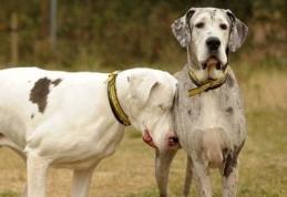 Caz incredibil: Un câine îşi însoţeşte pretutindeni prietenul orb