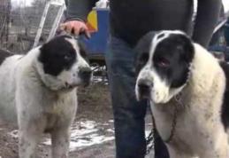 Trei tineri reţinuţi după ce au furat opt câini din rasa ciobănesc