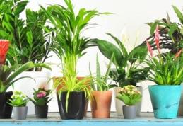 Plante care îți fură oxigenul din dormitor