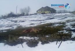 Căprioară mâncată de câini la Saucenița - FOTO