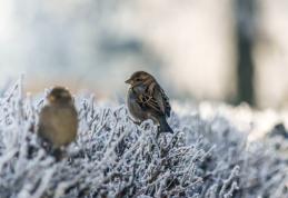 Iarna nu mai vine de la ruși. Fenomenul ciudat ce se manifestă în România
