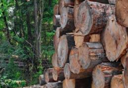 Anunț privind organizarea licitației de masă lemnoasă pe picior și masă lemnoasă fasonată gorun de către Liceul Teoretic „Anastasie Bașotă” Pomârla