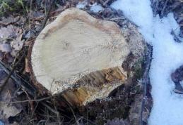 Primim la redacție – Tăierile de arbori continuă. Copaci marcați ilegal lângă Dorohoi - FOTO