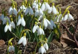 Schimbări semnificative ale vremii. Temperaturi de 17 grade Celsius, marți, în țară. Prognoza meteo