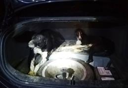 Vânătoare ilegală cu ogari într-o pădure din zona comunei Șendriceni oprită de jandarmi