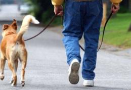Cum ieși cu animalul de companie la plimbare. Recomandări de la veterinari