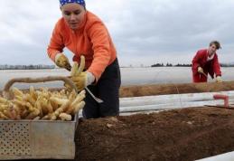 Mai mulţi români plecaţi la cules de sparanghel în Germania au dispărut. Poliţia îi caută