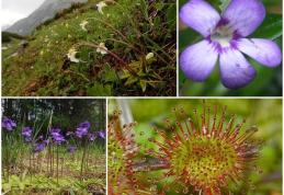 PLANTE CARNIVORE - Expoziție în mediul online organizată de Muzeul de Științele Naturii Dorohoi – VIDEO / FOTO