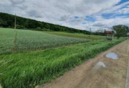 Dorim produse bio românești, dar avem parte tot de importuri în magazine!