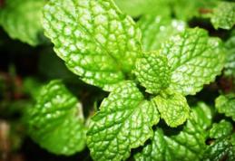 Planta banală care îți taie pofta de mâncare