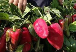 Roxana Țurcanu, președinte ALDE Botoșani: Așteptăm din partea Guvernului programe noi pentru susținerea legumicultorilor!