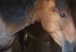 Rănirea sau schingiuirea animalelor este pedepsită prin lege. Bărbat cercetat pentru că agresa un cal