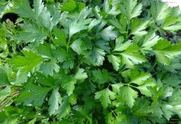 Încearcă dieta cu pătrunjel, te ajută să ai o siluetă suplă