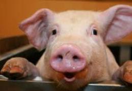 UE enervează țăranii români cu LEGEA PORCULUI „Să-i fac un grafic de hrănire? Să mă schimb de cinci ori pe zi?”