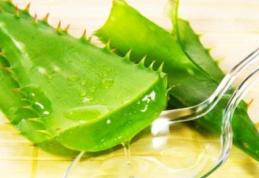 Cum se cultivă și cum să folosește aloe vera