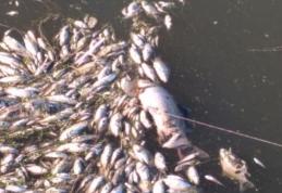 Mii de pești morți plutesc pe malurile râurilor Bahlui și Jijia - FOTO