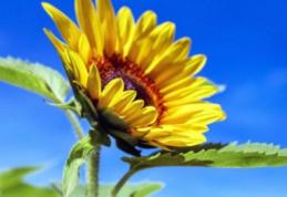 ANM anunţă patru săptămâni „de foc”. Prognoza meteo pe toată luna august