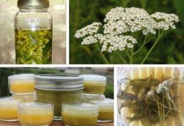 Alifia de coada-soricelului, leac pentru hemoroizi și răni